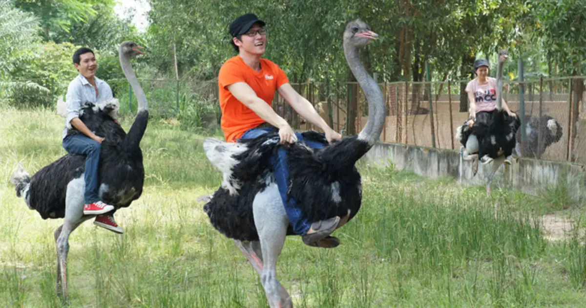 cưỡi đà điểu Khu du lịch Vườn Xoài Đồng Nai