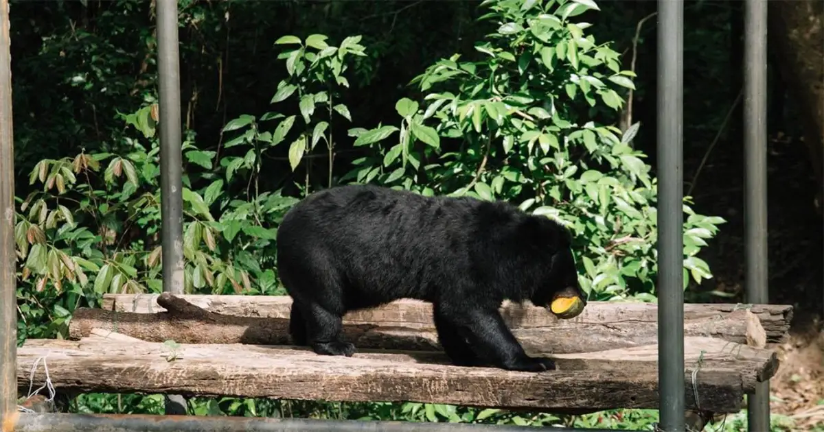 Trạm cứu hộ gấu ở Vườn quốc gia Nam Cát Tiên Đồng Nai