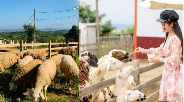 Gần gũi với thiên nhiên khi tham quan trang trại cừu