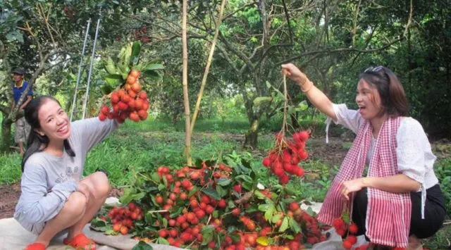 Thưởng thức trái cây tươi ngon ngay tại vườn