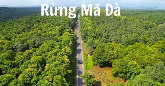 Rừng Mã Đà: 5 trải nghiệm tuyệt vời mà bạn không thể bỏ lỡ