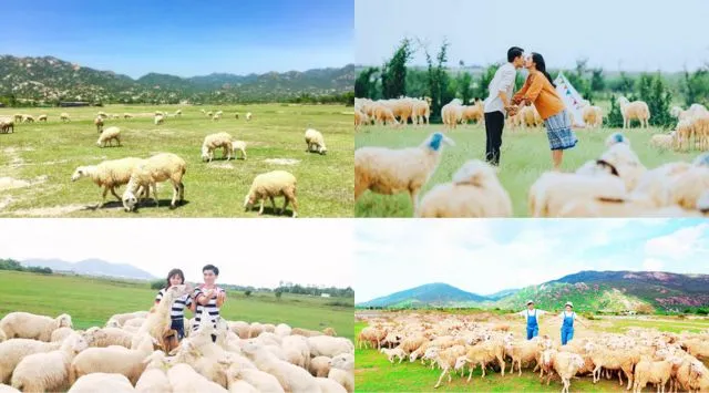 Trại cừu Đồng Lách