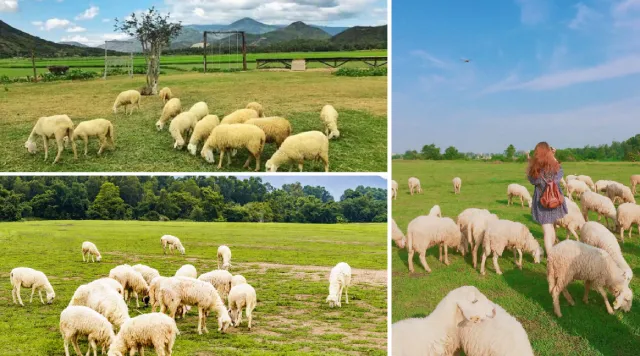 Trại cừu Đồng Lách ở đâu?