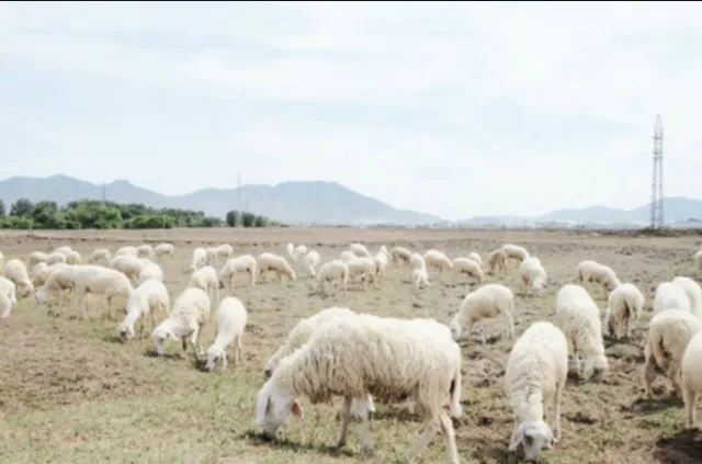 Giá vé và thời gian mở cửa tham quan của Trại cừu Đồng Lách