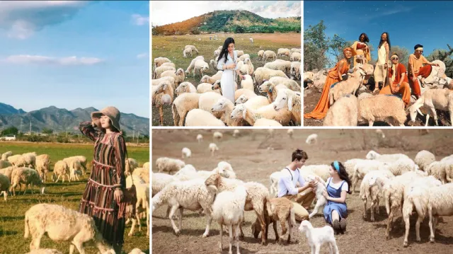 Kinh nghiệm tham quan, check-in tại Trại Cừu Đồng Lách