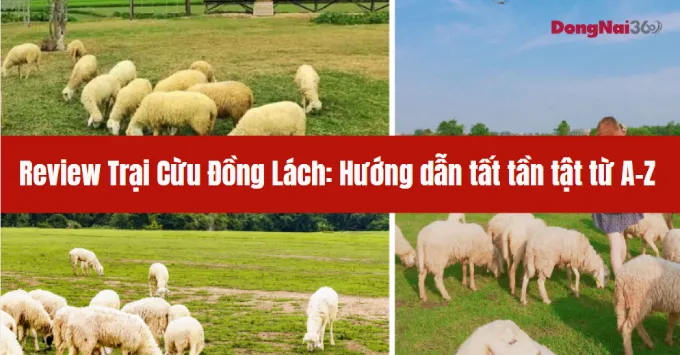 Review Trại Cừu Đồng Lách: Hướng dẫn tất tần tật từ A-Z